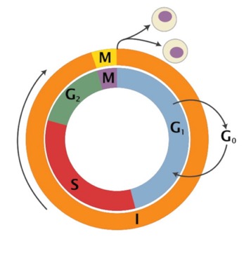 CellCycle2