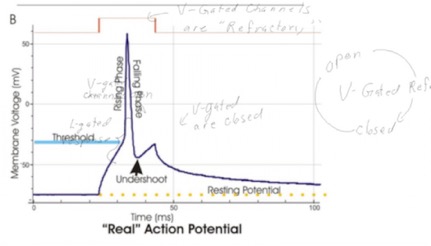 ActionPotential