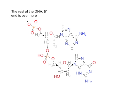 Dinucleotide