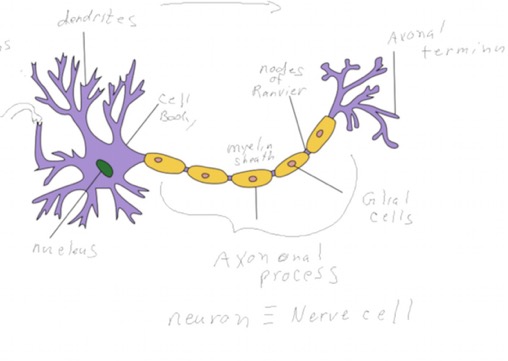 NeuronLabeled